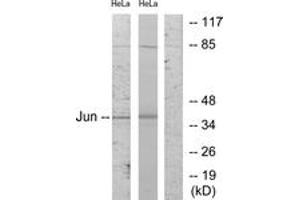 Western blot analysis of extracts from HeLa cells, using c-Jun (Ab-243) Antibody. (C-JUN antibody  (AA 210-259))