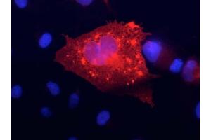 Transfected cell immunofluorescence :COS-1 cell expressing KCNQ4 in a field of untransfected cells.
