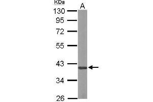 WB Image Sample (50 ug of whole cell lysate) A: mouse brain 10% SDS PAGE antibody diluted at 1:5000 (HNRNPD/AUF1 antibody)