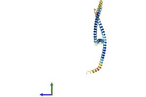 AlphaFold protein structure predicition of Human Recombinant FGFR1OP2 Protein, UniprotID Q9NVK5