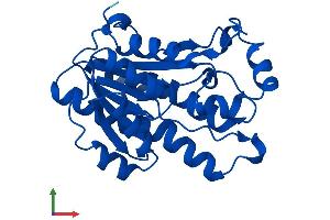 AlphaFold protein structure predicition of Mouse Recombinant Dcxr Protein, UniprotID Q91X52 (DCXR Protein (AA 1-244) (His tag))