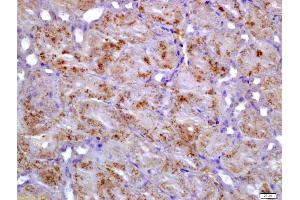 Formalin-fixed and paraffin embedded mouse kidney labeled with Anti-GIPC1 Polyclonal Antibody, Unconjugated (ABIN1714548) at 1:200 followed by conjugation to the secondary antibody and DAB staining (GIPC1 antibody  (AA 101-160))