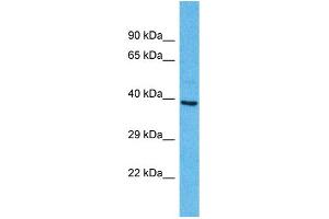 Western Blotting (WB) image for anti-Olfactory Receptor, Family 2, Subfamily A, Member 25 (OR2A25) (C-Term) antibody (ABIN2447631) (OR2A25 antibody  (C-Term))