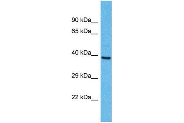OR2A25 antibody  (C-Term)