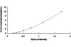 LKB1 ELISA Kit