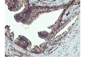 Image no. 3 for anti-Epsin 2 (EPN2) antibody (ABIN1498049) (Epsin 2 antibody)
