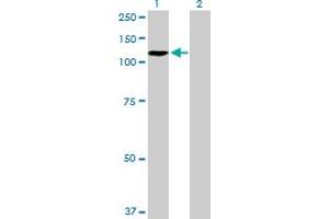 Western Blot analysis of ZHX2 expression in transfected 293T cell line by ZHX2 MaxPab polyclonal antibody.