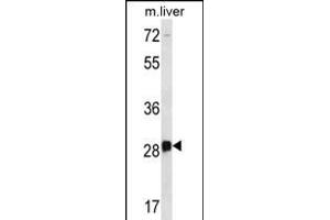DRGX Antibody (C-term) (ABIN656376 and ABIN2845671) western blot analysis in mouse liver tissue lysates (35 μg/lane).