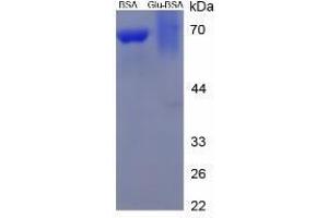 Image no. 3 for Glutamic Acid peptide (BSA) (ABIN5665972) (Glutamic Acid peptide (BSA))