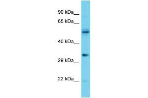 Host: Rabbit Target Name: OR5V1 Sample Type: Jurkat Whole Cell lysates Antibody Dilution: 1. (OR5V1 antibody  (C-Term))