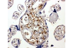 IHC-P: BAG5 antibody testing of human placenta tissue (BAG5 antibody  (C-Term))