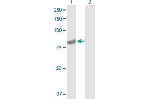 Western Blot analysis of RASGRP3 expression in transfected 293T cell line by RASGRP3 MaxPab polyclonal antibody. (RASGRP3 antibody  (AA 1-690))