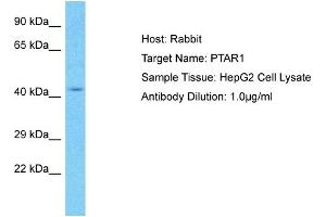 Host: Rabbit Target Name: PTAR1 Sample Type: HepG2 Whole Cell lysates Antibody Dilution: 1. (PTAR1 antibody  (C-Term))