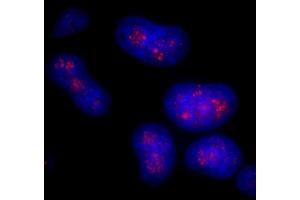 Immunofluorescence (IF) image for anti-CD3e Molecule, epsilon Associated Protein (CD3EAP) (AA 404-454) antibody (ABIN7448916) (CD3EAP antibody  (AA 404-454))