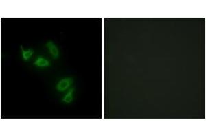 Immunofluorescence analysis of HepG2 cells, using MUC13 Antibody. (MUC13 antibody  (AA 421-470))