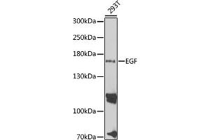 Western Blotting (WB) image for anti-Epidermal Growth Factor (EGF) antibody (ABIN3016522)