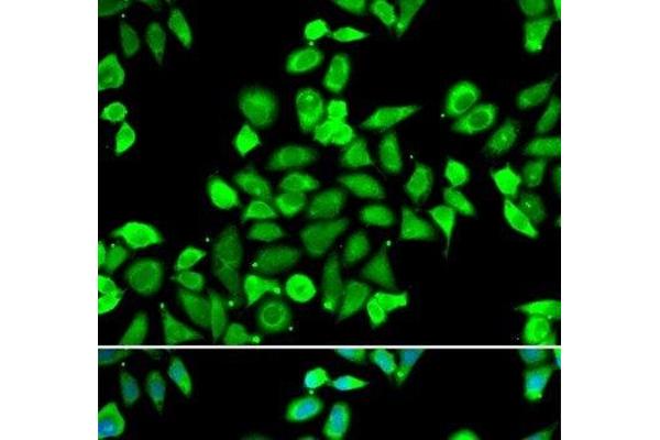 CDC16 antibody