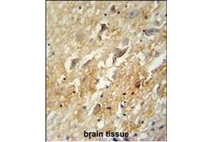 GABBR2 antibody (C-term) (ABIN654172 and ABIN2844031) immunohistochemistry analysis in formalin fixed and paraffin embedded human brain tissue followed by peroxidase conjugation of the secondary antibody and DAB staining. (GABBR2 antibody  (C-Term))