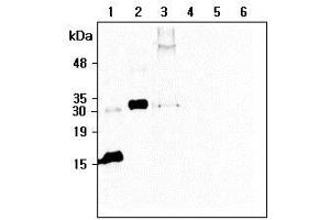Western blot analysis of recombinant human CTRP6 using anti-CTRP6 (human), mAb (256-E)  at 1:500 dilution: 1. (CTRP6 antibody  (Globular Domain, Globular Domain-less))