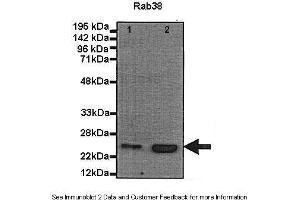 Human, Mouse (RAB38 antibody  (N-Term))