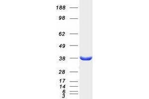 Validation with Western Blot (MDH2 Protein (Myc-DYKDDDDK Tag))