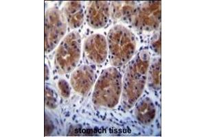 Metabotropic Glutamate Receptor 1 (GPRC1A) Antibody (C-term) (ABIN652203 and ABIN2840752) immunohistochemistry analysis in formalin fixed and paraffin embedded human stomach tissue followed by peroxidase conjugation of the secondary antibody and DAB staining. (Metabotropic Glutamate Receptor 1 antibody  (C-Term))