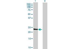 Western Blot analysis of TIA1 expression in transfected 293T cell line by TIA1 MaxPab polyclonal antibody. (TIA1 antibody  (AA 1-214))