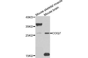 Western blot analysis of extracts of various cell lines, using COQ7 antibody (ABIN5975182) at 1/1000 dilution. (Coq7 antibody)