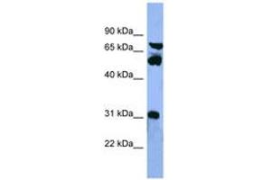 Image no. 1 for anti-Cytochrome P450, Family 8, Subfamily B, Polypeptide 1 (CYP8B1) (AA 219-268) antibody (ABIN6746764) (CYP8B1 antibody  (AA 219-268))