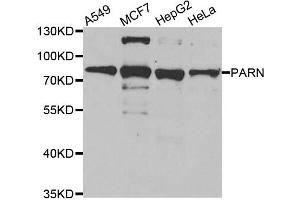 Western blot analysis of extracts of various cell lines, using PARN antibody. (PARN antibody)