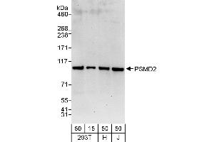 Western Blotting (WB) image for anti-Proteasome (Prosome, Macropain) 26S Subunit, Non-ATPase, 2 (PSMD2) (AA 50-100) antibody (ABIN7454976) (PSMD2 antibody  (AA 50-100))