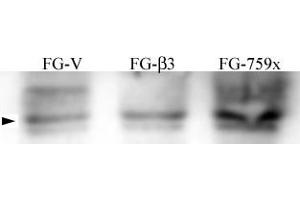 Image no. 1 for anti-Nuclear Receptor Coactivator 1 (NCOA1) (pTyr215) antibody (ABIN358229) (NCOA1 antibody  (pTyr215))