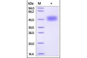Human uPAR, His Tag on SDS-PAGE under reducing (R) condition. (PLAUR Protein (AA 23-303) (His tag))
