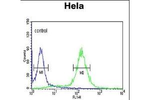 ST Antibody (N-term) (ABIN392000 and ABIN2841785) flow cytometric analysis of Hela cells (right histogram) coared to a negative control cell (left histogram). (MPST antibody  (N-Term))