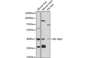 MT-ND2 antibody  (AA 50-150)