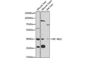 MT-ND2 antibody  (AA 50-150)