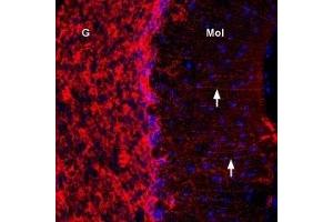 Expression of Connexin-43 in rat cerebellumImmunohistochemical staining of immersion-fixed, free floating rat brain frozen sections using Anti-Connexin-43 Antibody (ABIN7043198, ABIN7044079 and ABIN7044080), (1:300).