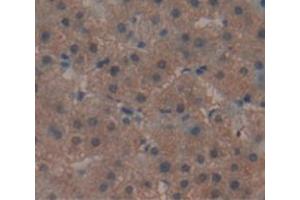 Figure. (REV1 antibody  (AA 301-478))