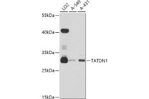 Western blot analysis of extracts of various cell lines, using T antibody (ABIN6132947, ABIN6148869, ABIN6148870 and ABIN6215683) at 1:3000 dilution. (TATDN1 antibody  (AA 1-297))