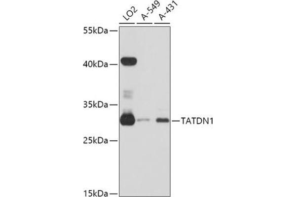 TATDN1 antibody  (AA 1-297)