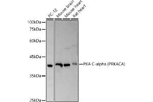Western blot analysis of extracts of various cell lines, using PKA C-alpha (PRKACA) antibody (ABIN6134415, ABIN6146182 and ABIN7101346) at 1:500 dilution. (PRKACA antibody)