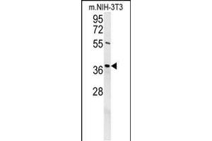 Western blot analysis in mouse NIH-3T3 cell line lysates (35ug/lane). (EXO5 antibody  (AA 166-193))