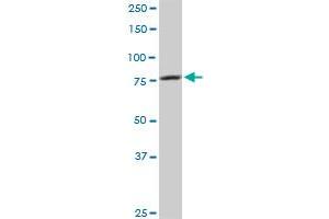 CARS antibody  (AA 1-748)