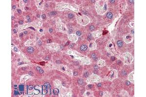 ABIN185365 (5µg/ml) staining of paraffin embedded Human Liver. (RBP1 antibody  (C-Term))