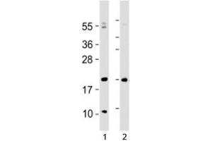 Western blot testing of Hopx antibody at 1:2000 with 1) human heart lysate and 2) mouse heart lysate (HOPX antibody  (AA 22-54))