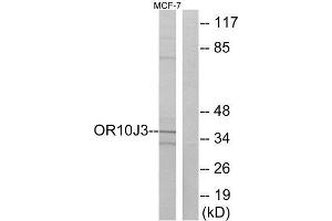 Western Blotting (WB) image for anti-Olfactory Receptor, Family 10, Subfamily J, Member 3 (OR10J3) (C-Term) antibody (ABIN1853382) (OR10J3 antibody  (C-Term))