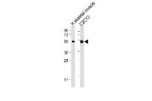 All lanes : Anti-SLC16A3 Antibody (C-term) at 1:2000 dilution Lane 1: Human skeletal muscle tissue lysate Lane 2: C2C12 whole cell lysate Lysates/proteins at 20 μg per lane. (SLC16A3 antibody  (C-Term))