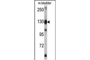 Western blot analysis of XPO1 antibody in mouse bladder tissue lysates (35ug/lane) (XPO1 antibody  (C-Term))