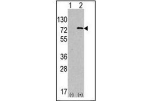 Western blot analysis using ATG7 Antibody  (1/60 dilution) in 293 cell line lysates transiently transfected with the ATG7 gene (2 µg/Lane). (ATG7 antibody  (AA 501-531))