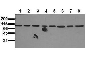 Western Blotting (WB) image for anti-Mitogen-Activated Protein Kinase 7 (MAPK7) (N-Term) antibody (ABIN126797) (MAPK7 antibody  (N-Term))